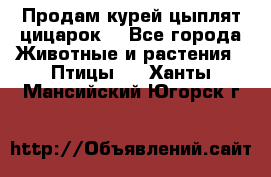 Продам курей цыплят,цицарок. - Все города Животные и растения » Птицы   . Ханты-Мансийский,Югорск г.